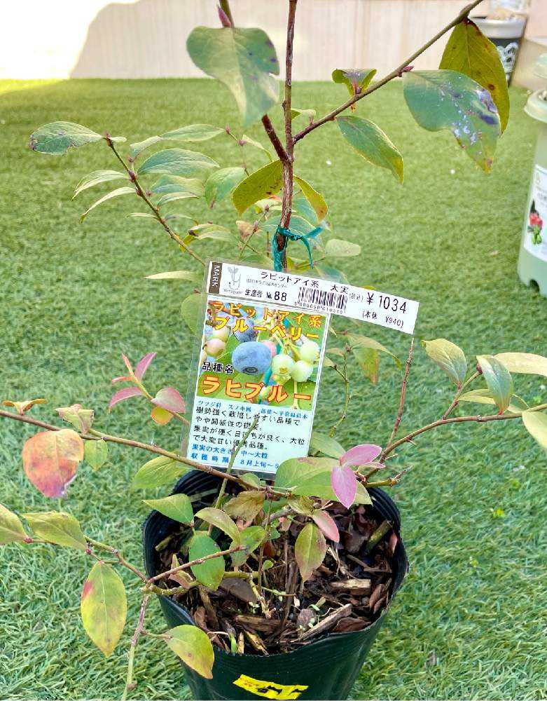 ベビーラップ出品します♡【青ノ記工房】ブルーベリー苗木4本セット