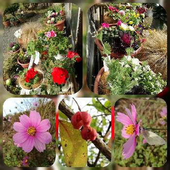 マユミの実の画像 by かゆさん | 広い庭とマユミの実とコスモス♡と寄せ植えと猫のいる生活と ゼラニウムとガーデニングと花のある暮らし