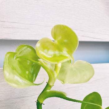 フィロデンドロン グラジエラエの画像 by あいぼんさん | フィロデンドロン グラジエラエと観葉植物と緑のある暮らしと植物のある暮らしと葉っぱ好き