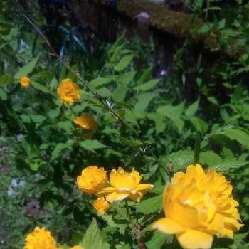 池の周りの画像 by ノッコちゃんさん | 小さな庭とヤマブキと可憐な花と大切な癒やしと可愛い❤と可愛い花と池の周りとおきにいり ♡と大好きなお花♡とお花畑    と黄色の花と花のある暮らし