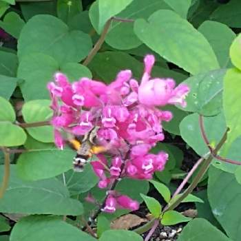 大泉緑地公園の画像 by hiroさん | サルビアインボルクラータ、とピンクの花が好きと医療関係者に感謝とJuneの会とコロナに負けるな‼️とオオスカシバと大泉緑地公園と花とお客さん