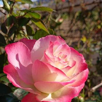 薔薇・バラ・ばらの画像 by レイさん | 小さな庭と晩秋の風景♪と巡る季節☆と薔薇・バラ・ばらとFローズ♪と四季の彩りとマイガーデンと庭の住人と季節のお花と花のある暮らしと四季咲き♪