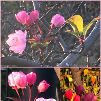 咲いてるの画像 by Mマリリン凪翔Mさん | お出かけ先とハナカイドウとピカピカと木場公園と元気！と咲いてると素敵な色合いといい感じ！とかわいいな♡