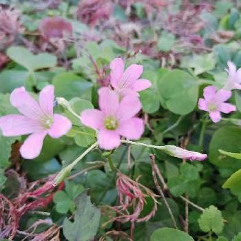 ムラサキカタバミ♡の画像 by ヨシさんさん | 小さな庭とお花を楽しむと手作りの庭とお花のある暮らしと花いろいろとムラサキカタバミ♡