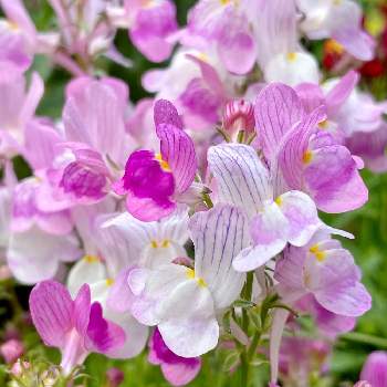 2021年11月に投稿した花の画像 by PT_yamahiroさん | 小さな庭とリナリアとスマホ撮影と我が家の花達と花壇とアップ写真とフラワーと紫色の花とマイガーデンとGS映えとおうち園芸と植中毒と我が家の花壇とお花畑    と我が家の庭と君も花が好きなのかと花好きとガーデニングと花のある暮らしとお花とお花好きと2021年11月に投稿した花