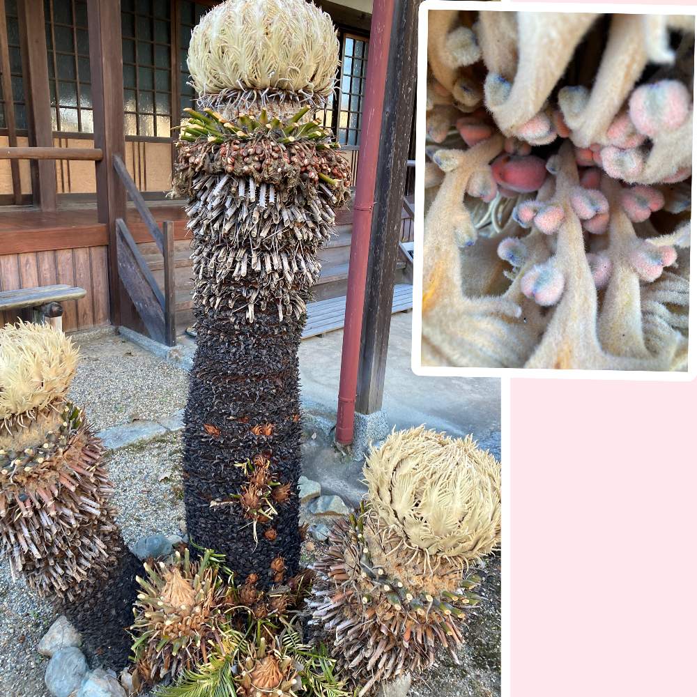 ソテツキリンの投稿画像 By Manabeさん 蘇鉄とソテツの雌花とソテツの実と ソテツと雄雌異株とお寺の境内とソテツの花 とお出かけ先とお寺さんの植物と ソテツと雄雌異株とお寺の境内とソテツの花 とお寺さんの植物 21月11月29日 Greensnap グリーンスナップ