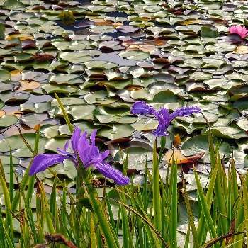 湿地に咲く花の投稿画像一覧 Greensnap グリーンスナップ