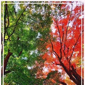 紅葉中の画像 by みいちゃんさん | モミジとお城のある街と紅葉中と紅葉(こうよう)と綺麗な紅葉と紅葉♡とあきとモミジ景色と秋の色合いとモミジ♪とモミジ♡とモミジ好きとモミジ✽とモミジの紅葉