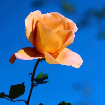 marrieバラの画像 by marrieさん | 小さな庭とmarrieバラと植物男子と2021 GSでバラ園と薔薇♪とバラ・ミニバラとバラを楽しむ