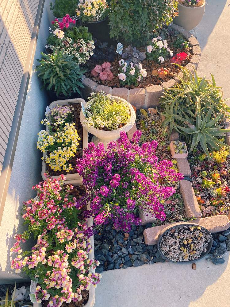 ネメシア アロマンスの投稿画像 By あややさん ヒューケラドルチェ シルバーガムドロップとスーパーアリッサム パープルプリンセスとエリシマム スプリングパーティーとpwとガーデリンクと花のある暮らしとpw育てたとpwアンバサダーとpwとガーデリンクと花のある暮らしと