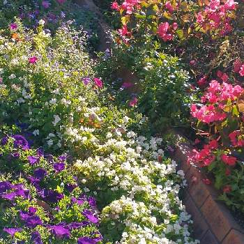 大泉緑地公園の画像 by hiroさん | ピンクの花が好きと医療関係者に感謝とJuneの会とコロナに負けるな‼️と大泉緑地公園