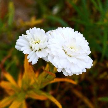 アキレア ノブレッサの投稿画像一覧 Greensnap グリーンスナップ