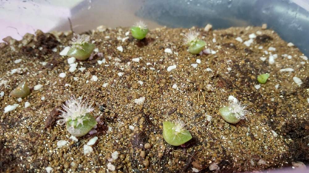 柱サボテンの投稿画像 By 毒柳さん 部屋 21月11月29日 Greensnap グリーンスナップ Greensnap グリーンスナップ