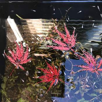 メダカ ビオトープの画像 by 空さん | 小さな庭と糸紅葉（イトモミジ）とメダカ ビオトープと花のある暮らし
