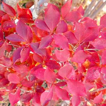 深まる秋の画像 by non-sugarさん | お出かけ先とドウダンツツジと深まる秋とおさんぽと満点星と紅葉（こうよう）と燃えるような赤