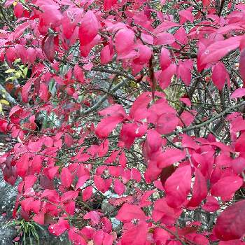 市川万葉植物園の画像 by 梨風さん | ニシキギと 紅葉と市川万葉植物園