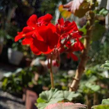 ゼララーの画像 by harumamaさん | 小さな庭とありがとう❤️と狭い庭とばーばのガーデニングとゼラニウム大好き❤︎とゼララーと花のある暮らしといやし♪
