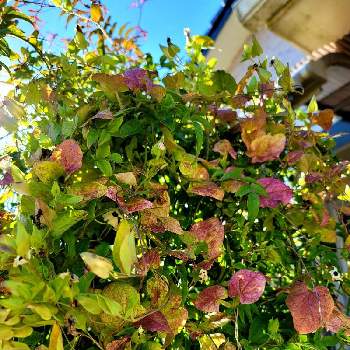 ツンベルギアの画像 by こまちゃんさん | 玄関とツンベルギアとハゴロモジャスミンとカラーリーフと葉っぱとおうち園芸とつる性植物と小花と花のある暮らしとキレイな葉っぱと小花好きと葉っぱ好きと地植え