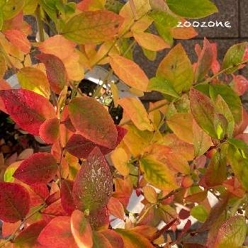 外置きの画像 by zoozoneさん | 玄関と観葉植物と外置きと癒しと元気！と果実と強い子とブルーベリーの紅葉
