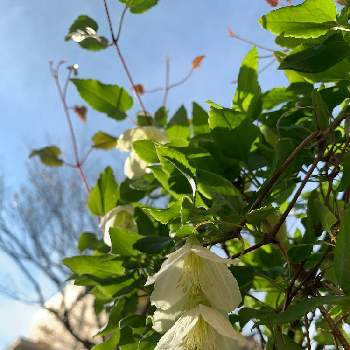 クレマチス ジングルベルの画像 by Popiさん | 小さな庭とクレマチス ジングルベルと花のある暮らしとナチュラルな庭づくりと冬のクレマチスとマイ♡ガーデン