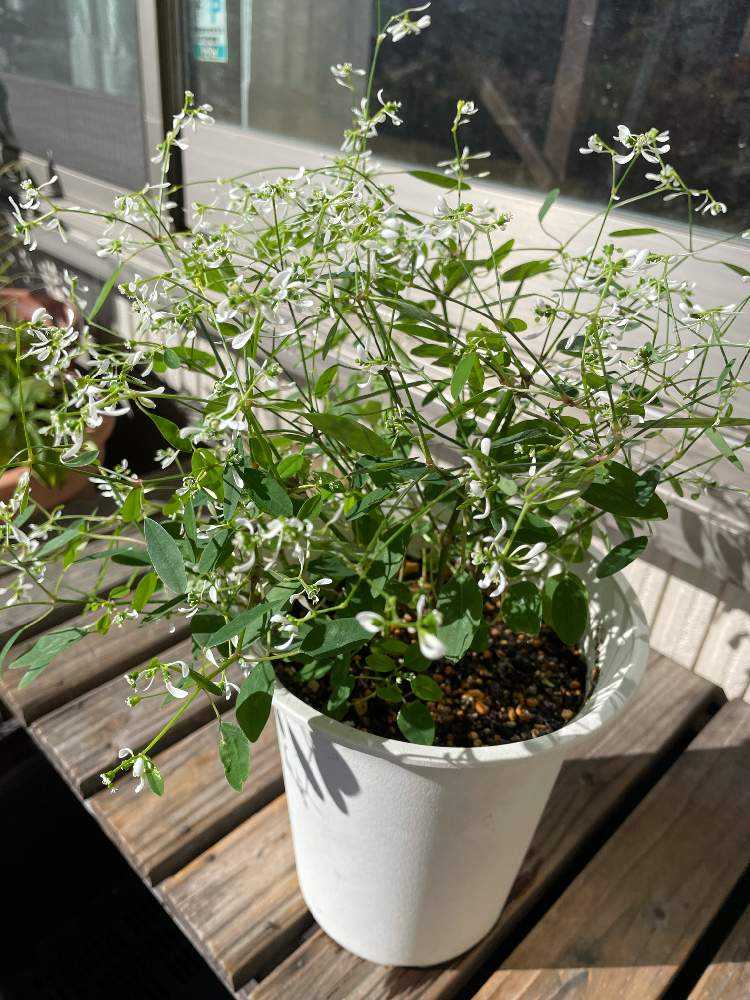 越冬植物等 44鉢一括譲渡 越冬植物等 44鉢一括譲渡