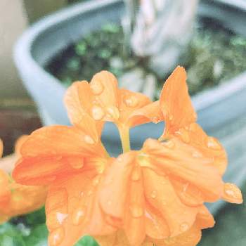 クロサンドラ かがり火の投稿画像一覧 Greensnap グリーンスナップ