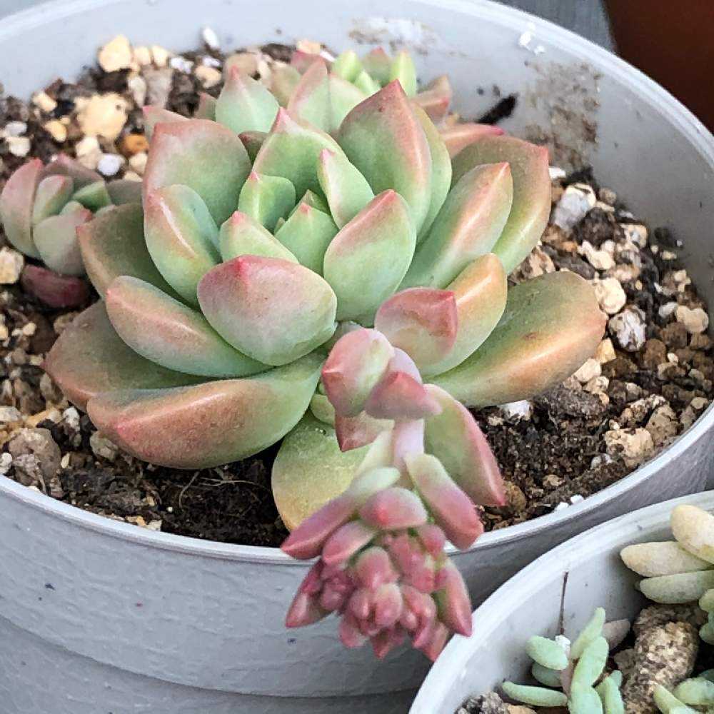 多肉植物 マッコス 葉挿し50枚 ＋ プロリフィカ  葉挿し 50枚　① 100均ヘラクレスとマッコスの葉挿し開始(多肉植物繁殖記録