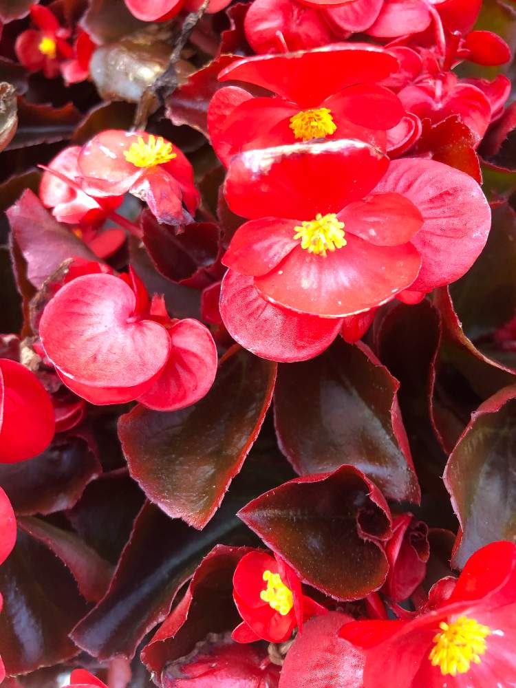 お出かけ先の画像 by ゴンさん | お出かけ先と赤いお花✨と赤色のベゴニアとベゴニアと観葉植物を楽しむとお花大好き♡と赤い花❤と可愛いお花とお花大好きと植物と季節の花と今日の一枚と今日のお花と赤い花と花いろいろと観葉植物のある暮らしと君も花が好きなのかと元気に育ててますよとかわいいとお花とガジュマル♪とガーデンシクラメン❤︎とガジュマル同盟とお出かけ先にて
