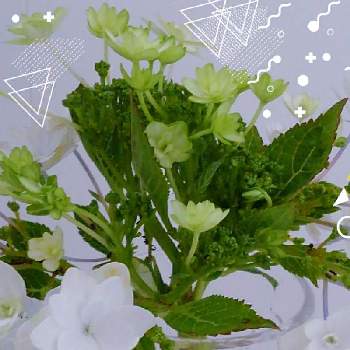 紫陽花 隅田の花火の投稿画像一覧 Greensnap グリーンスナップ