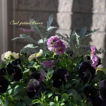 ビオラ ブラックデライトの画像 by Marillaさん | 玄関とダスティミラー　『シルバーレース』とビオラ ブラックデライトと小輪フリルビオラ　『華あられ』と冬の寄せ植えと寄せ植えとはなのある暮らしとビオラ寄せ植えと鉢植えと大好きな花