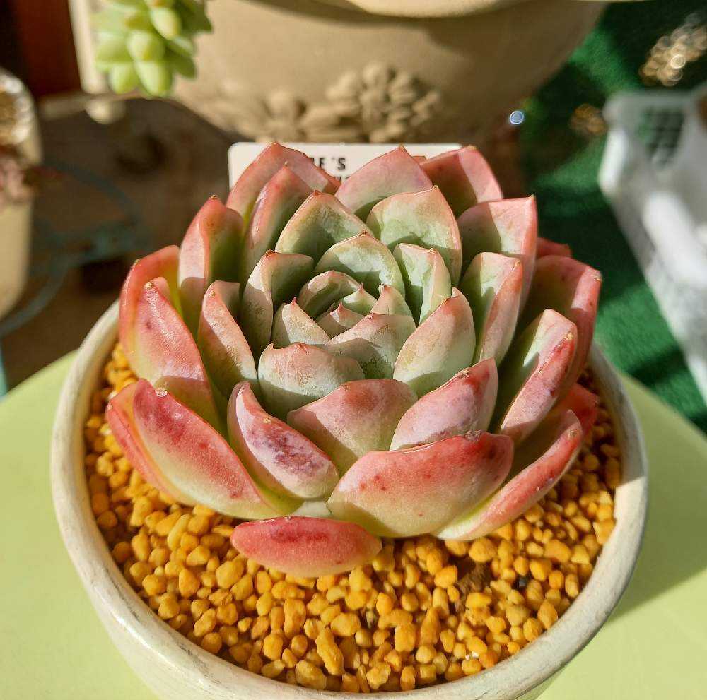 429🌹🌹フォーリングチェリー｜🍀GreenSnap（グリーンスナップ）