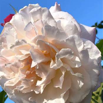 バラ シュシュの画像 by たけのこのっこさん | バラ シュシュと京都府立植物園とバラ♪