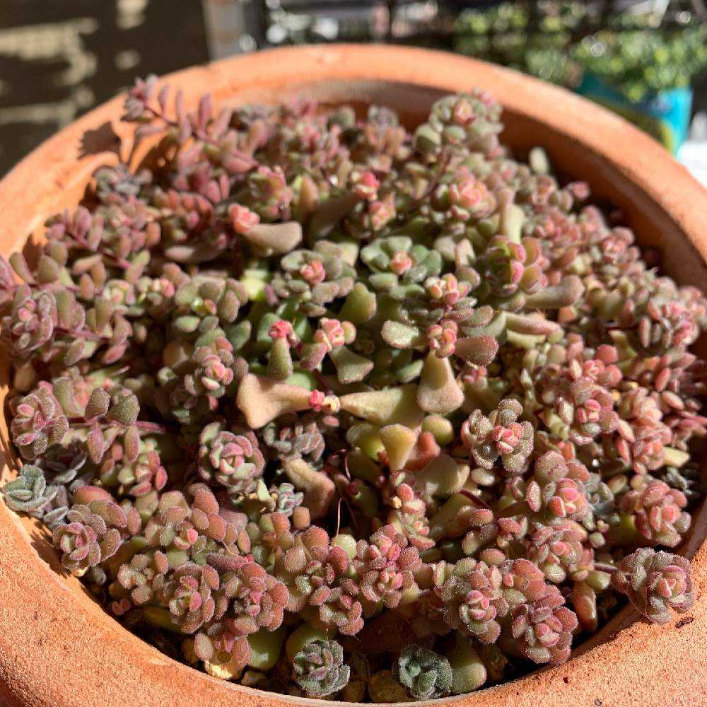 多肉植物 嗚呼 スプリングワンダー カット