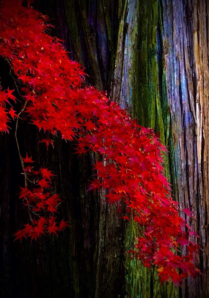 お出かけ先の画像 by K2さん | お出かけ先と紅葉（こうよう）とわりと好きシリーズ❣️と大自然はいいなぁ〜❣️と大自然大好き仲間❣️