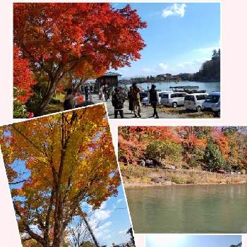 秋の京都の画像 by さぁねーちゃんさん | お出かけ先と毎年恒例としぞーか勢と秋の京都と女子3人旅