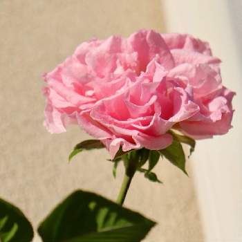 ブロッサムピンクの投稿画像一覧 Greensnap グリーンスナップ