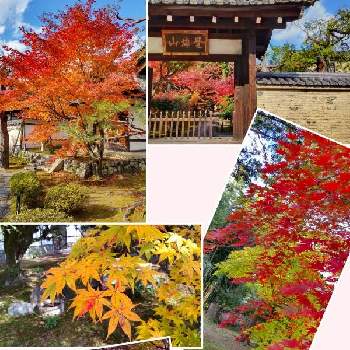 秋の京都の画像 by さぁねーちゃんさん | お出かけ先と秋の京都としぞーか勢と鹿王院と女子3人旅と毎年恒例