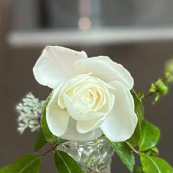 優しい気持ち♡の画像 by ちきさん | キッチンとツルアイスバーグと白い薔薇♡とありがとうーねー☺️と優し組…♡と素敵だなぁ✨と可愛い〜♡と優しい気持ち♡と花のある暮らしと薔薇の花