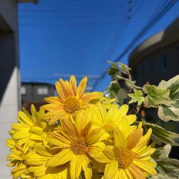 秋らしくの画像 by gurichannel(ぐりちゃんねる) さん | 玄関と菊の花♡とアイビーときく科とイマソラとアイビー♡とビタミンカラーと秋らしくと菊の花