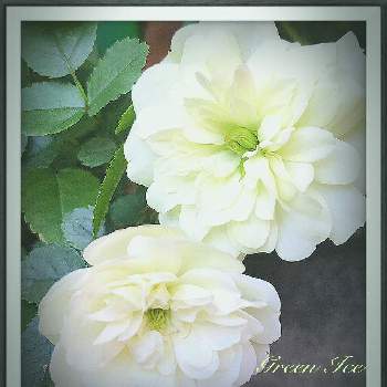 蕾が沢山の画像 by あすなろさん | 玄関と可愛い小さい花と愛らしいと蕾が沢山と美しいとまた咲いたと清楚な美しさとミニバラ グリーンアイスとお花のある生活と白バラとお花で癒されるとミニ薔薇