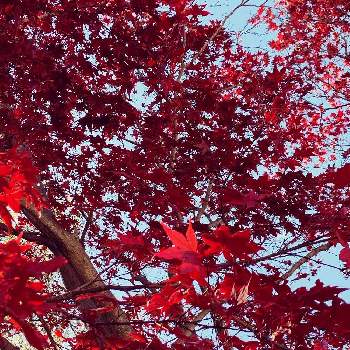 紅葉の季節の画像 by Sebeepさん | オオモミジと紅葉の季節と 紅葉と植物を楽しむと秋の紅葉と紅葉（こうよう）と美しいと植物観察とモミジの紅葉と植物に癒されて
