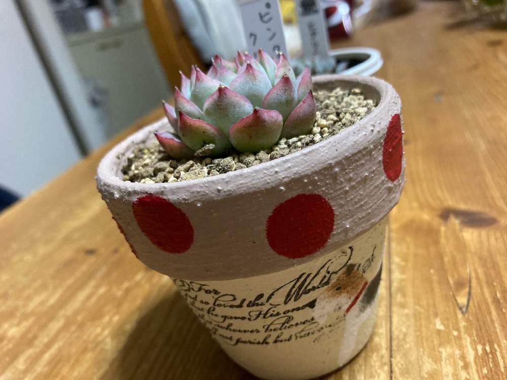 ピンククリスタルの投稿画像 By ゆうちいさん 多肉植物とタニカルと多肉植物のある暮らしとピンククリスタル と多肉 ２年生と茨城タニラーとバルコニー ベランダといいニクの日と多肉植物とタニカルと多肉植物のある暮らしとピンククリスタル と多肉２年生と茨城