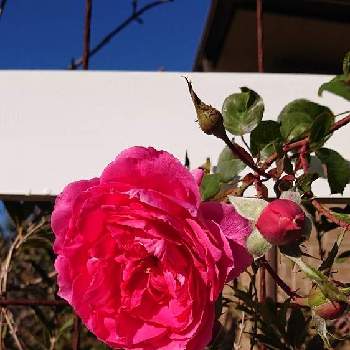 薔薇・バラ・ばらの画像 by レイさん | 小さな庭と晩秋の風景♪と巡る季節☆と薔薇・バラ・ばらと四季の彩りとマイガーデンと庭の住人と季節のお花とCLローズ♪と花のある暮らしと四季咲き♪