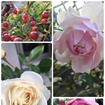 ファビュラス✨の画像 by あきこさん | 小さな庭とバラ シャリマーとファビュラス！とノイバラの実とシークレット パフュームとノイバラの実♡とばら バラ 薔薇とシャリマーと毎日ローズショーと紫のバラとお家園芸と綺麗と香りの良いバラと透明感と花いろいろと真っ白と可愛いと可愛いピンク色♡とバラ・ミニバラと白バラと赤い実とシークレットパヒュームとファビュラス✨と紫の薔薇と繊細な花びら