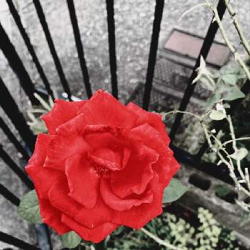 薔薇 ダブルノックアウト 赤の画像 by Kay_Tama-gsk さん | アプローチと薔薇 ダブルノックアウト 赤と色残しとカラフルと鮮やか と赤い花と真っ赤とKays_gardenと赤残し