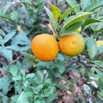 薬味の画像 by ラックスさん | 広い庭とすだちと薬味と柑橘