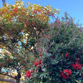 縁起の良い木の画像 by manabeさん | お出かけ先とクロガネモチとピラカンサ（ピラカンサス）とピラカンサ   (トキワサンザシ)と縁起の良い木と赤い実が可愛い