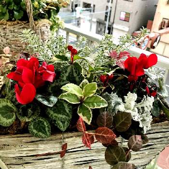 ガーデンシクラメン　赤の画像 by ぎょぴさん | バルコニー/ベランダと寄せ植えとガーデンシクラメン　赤とガーデンシクラメン 寄せ植え