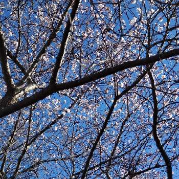 青空と花の画像 by midorigonzさん | 青空と一緒にとあおぞら♪と雲仲間と青空と花とウォーキング中と青空に映える