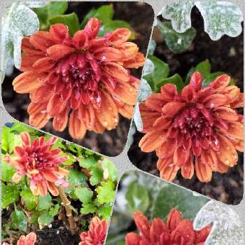 クリサンセマム　マウントオービスクの画像 by シャボン✿*:･ﾟさん | 小さな庭とクリサンセマム　マウントオービスクと可愛らしいとどんどん増えるとお花に癒されて❤️